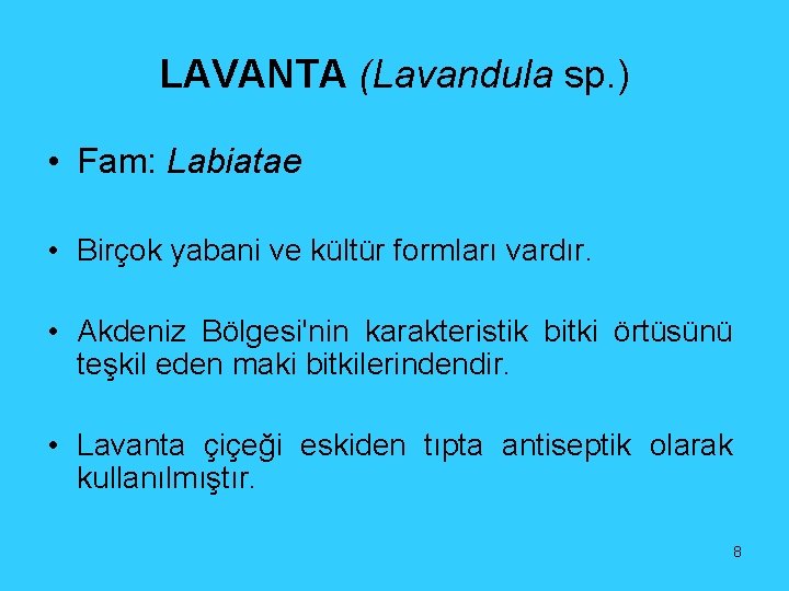 LAVANTA (Lavandula sp. ) • Fam: Labiatae • Birçok yabani ve kültür formları vardır.