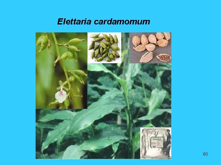 Elettaria cardamomum 80 