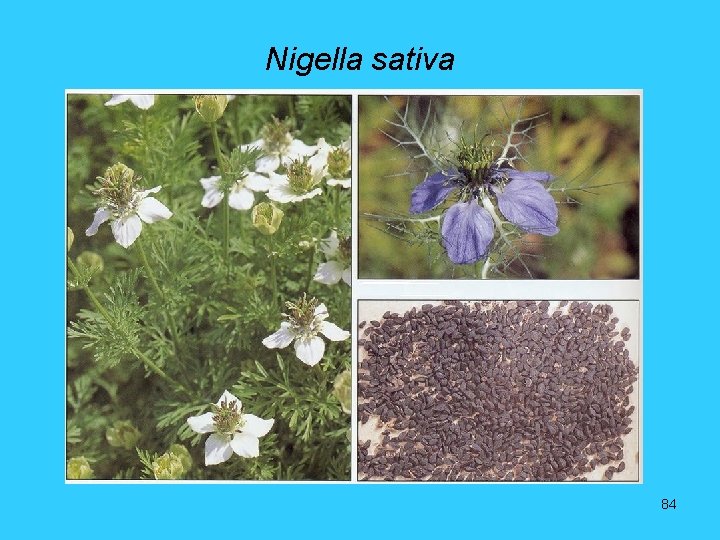 Nigella sativa 84 