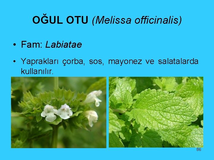 OĞUL OTU (Melissa officinalis) • Fam: Labiatae • Yaprakları çorba, sos, mayonez ve salatalarda