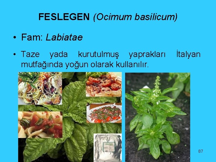 FESLEGEN (Ocimum basilicum) • Fam: Labiatae • Taze yada kurutulmuş yaprakları mutfağında yoğun olarak