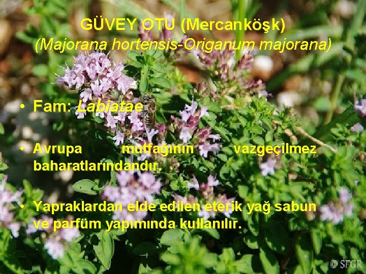 GÜVEY OTU (Mercanköşk) (Majorana hortensis-Origanum majorana) • Fam: Labiatae • Avrupa mutfağının baharatlarındandır. vazgeçilmez