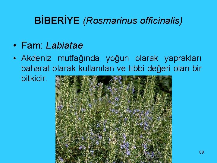 BİBERİYE (Rosmarinus officinalis) • Fam: Labiatae • Akdeniz mutfağında yoğun olarak yaprakları baharat olarak