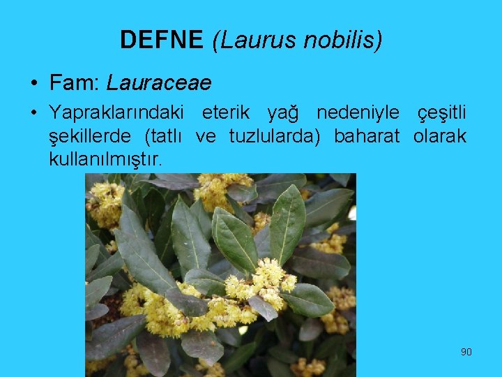 DEFNE (Laurus nobilis) • Fam: Lauraceae • Yapraklarındaki eterik yağ nedeniyle çeşitli şekillerde (tatlı