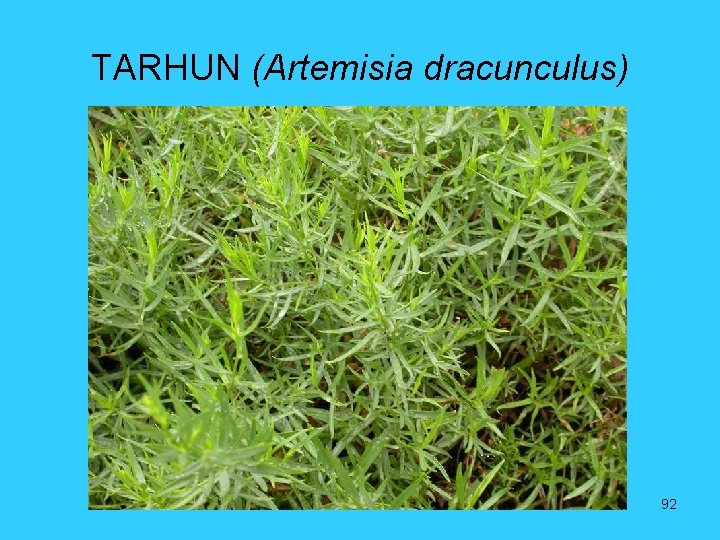 TARHUN (Artemisia dracunculus) 92 