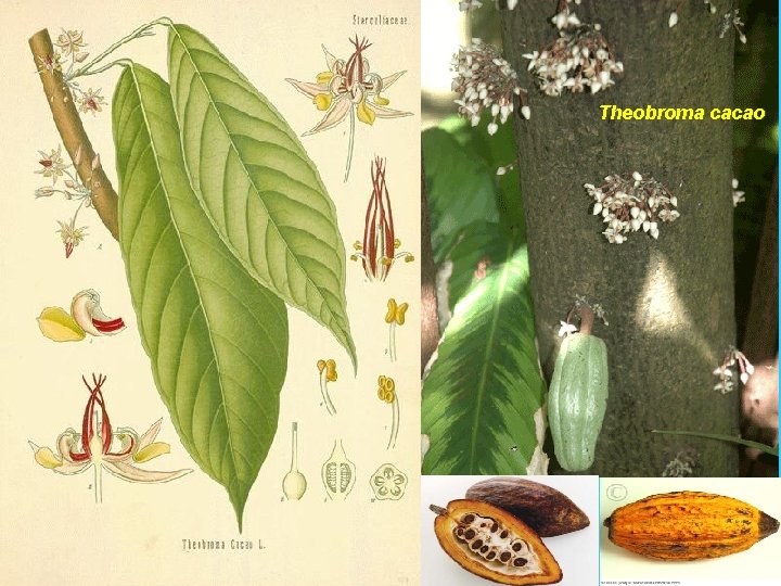 Theobroma cacao 99 