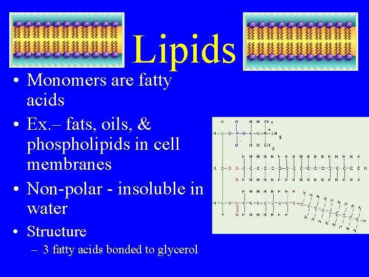 Lipids • Monomers are fatty acids • Ex. – fats, oils, & phospholipids in