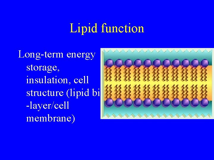 Lipid function Long-term energy storage, insulation, cell structure (lipid bi -layer/cell membrane) 