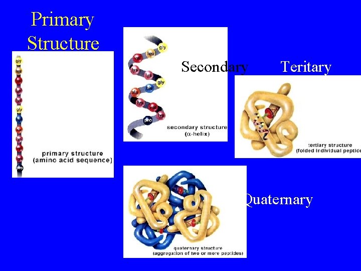 Primary Structure Secondary Teritary Quaternary 
