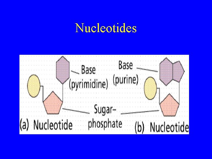 Nucleotides 