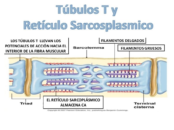 Túbulos T y Retículo Sarcosplasmico 