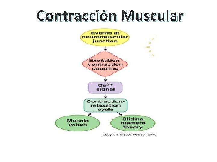 Contracción Muscular 