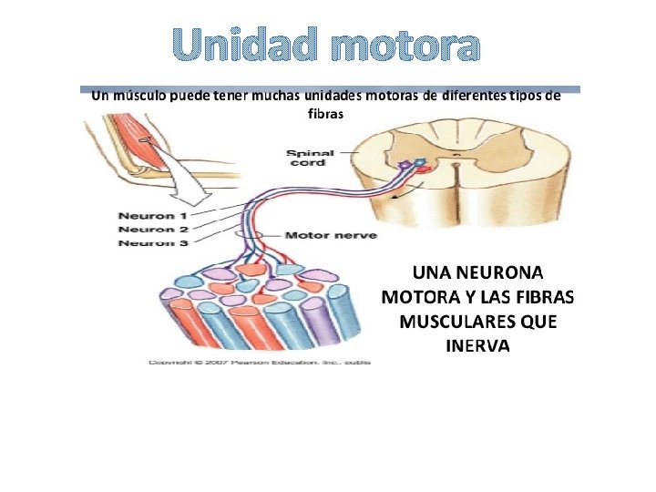 Unidad motora 