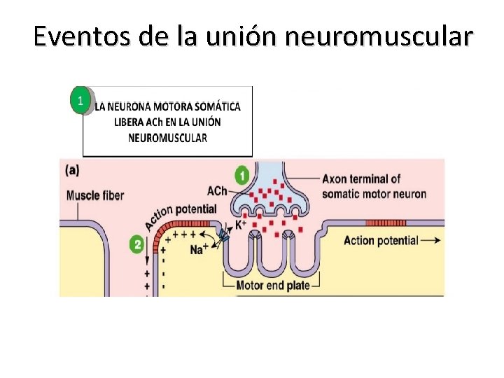 Eventos de la unión neuromuscular 
