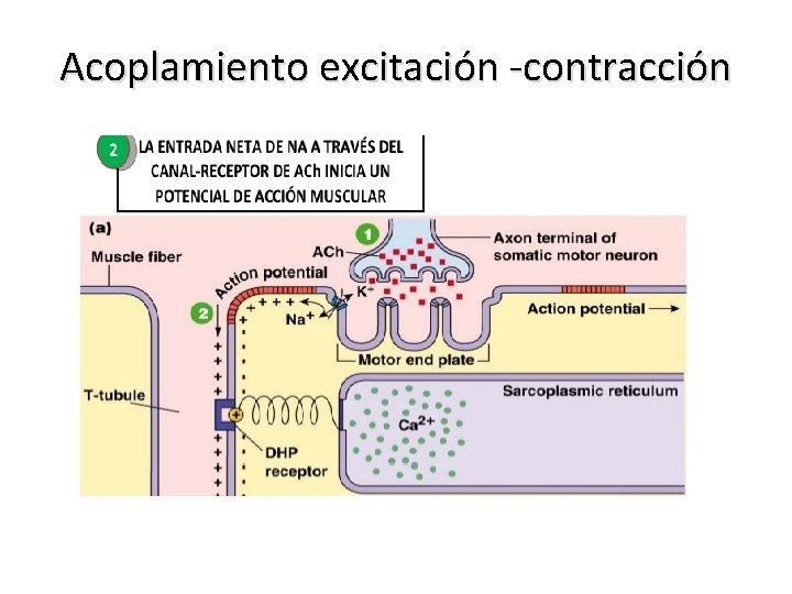 Acoplamiento excitación -contracción 
