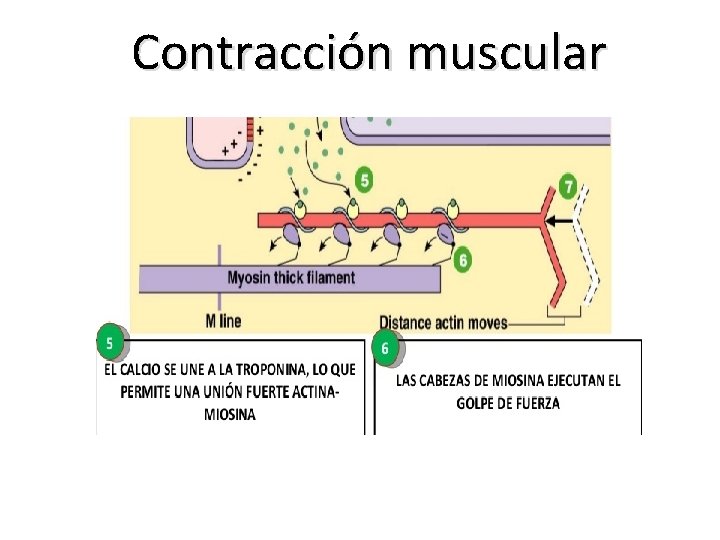 Contracción muscular 