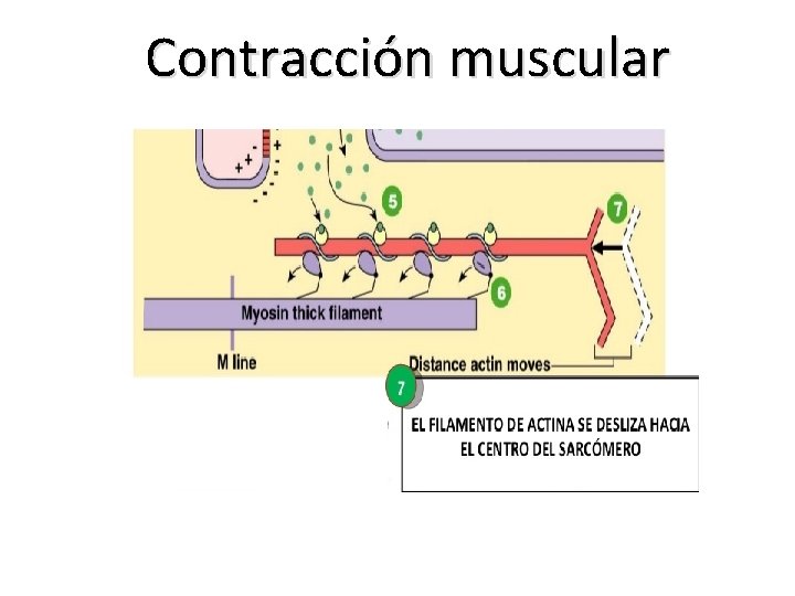 Contracción muscular 