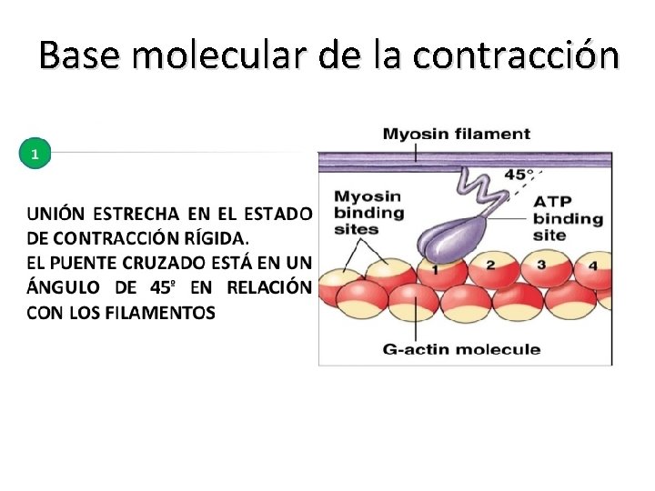 Base molecular de la contracción 