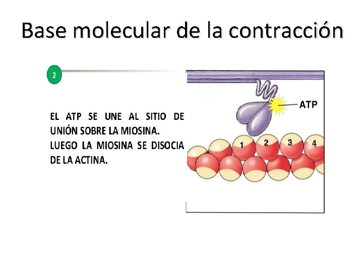 Base molecular de la contracción 