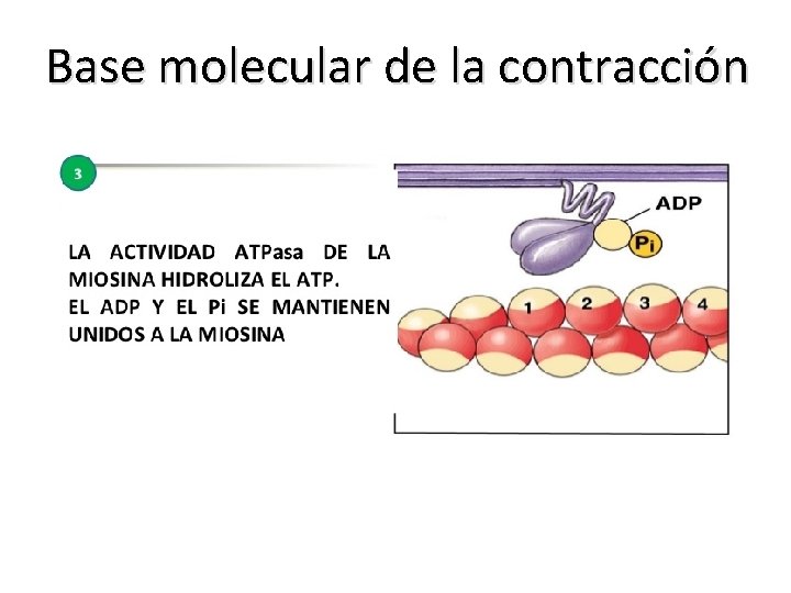 Base molecular de la contracción 
