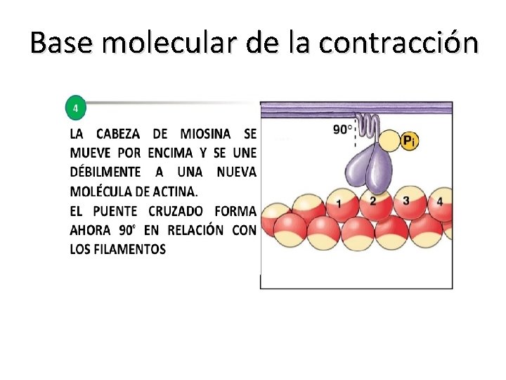 Base molecular de la contracción 
