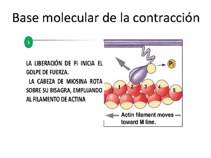 Base molecular de la contracción 