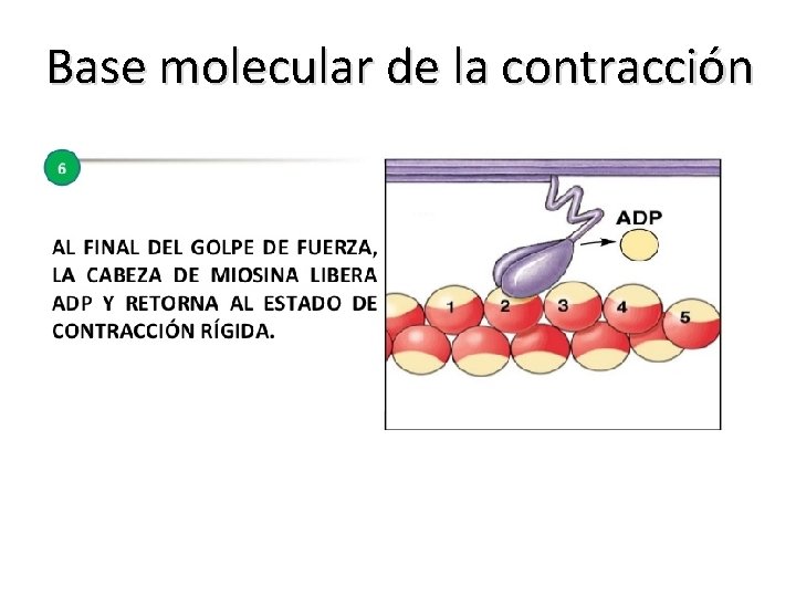 Base molecular de la contracción 