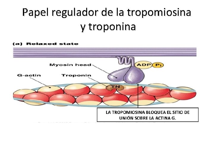 Papel regulador de la tropomiosina y troponina 