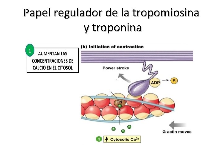 Papel regulador de la tropomiosina y troponina 