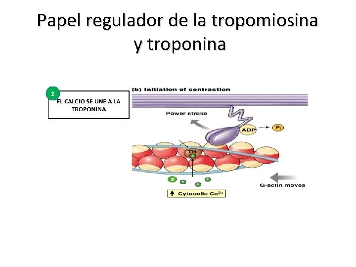 Papel regulador de la tropomiosina y troponina 