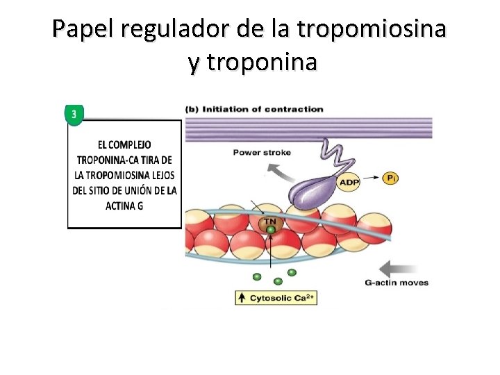 Papel regulador de la tropomiosina y troponina 