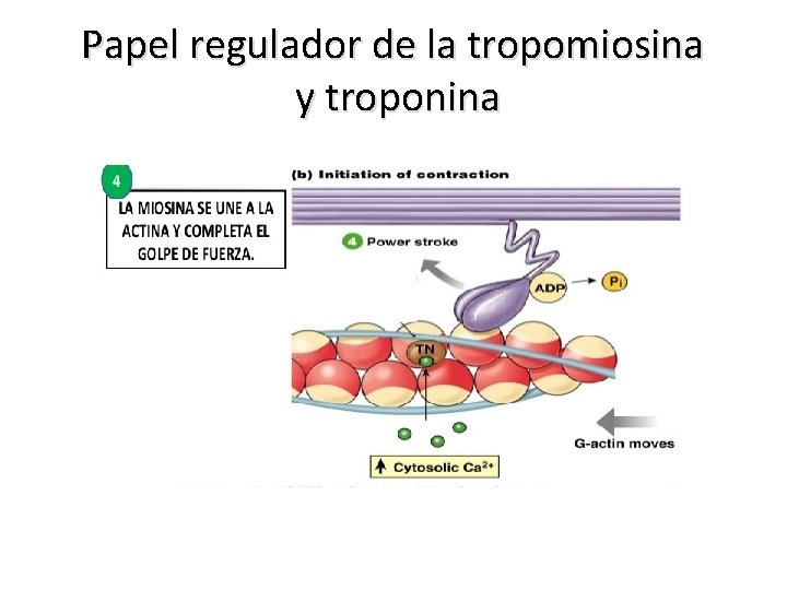 Papel regulador de la tropomiosina y troponina 