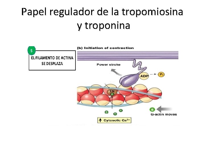 Papel regulador de la tropomiosina y troponina 