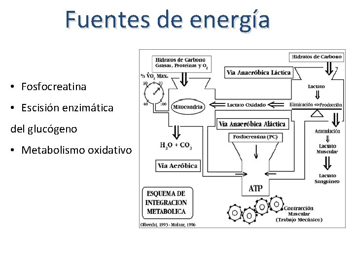 Fuentes de energía • Fosfocreatina • Escisión enzimática del glucógeno • Metabolismo oxidativo 
