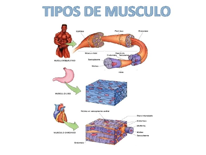 TIPOS DE MUSCULO 
