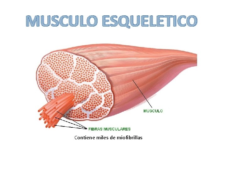 MUSCULO ESQUELETICO Contiene miles de miofibrillas 