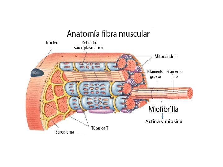 Actina y miosina 