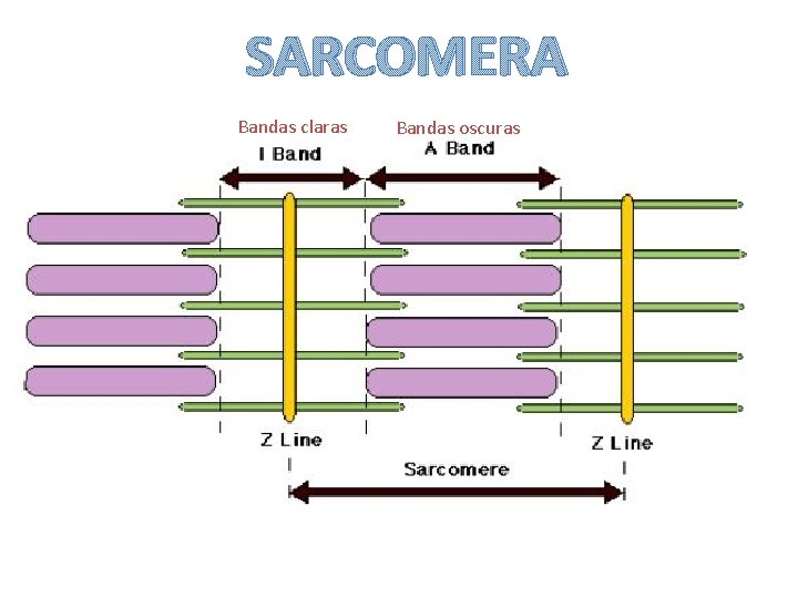 SARCOMERA Bandas claras Bandas oscuras 