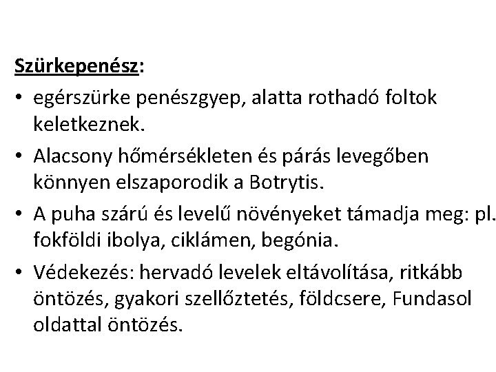 Szürkepenész: • egérszürke penészgyep, alatta rothadó foltok keletkeznek. • Alacsony hőmérsékleten és párás levegőben