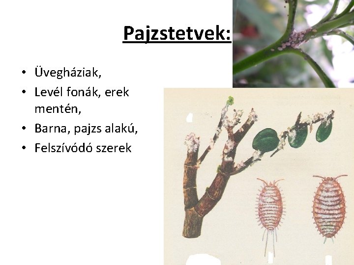 Pajzstetvek: • Üvegháziak, • Levél fonák, erek mentén, • Barna, pajzs alakú, • Felszívódó