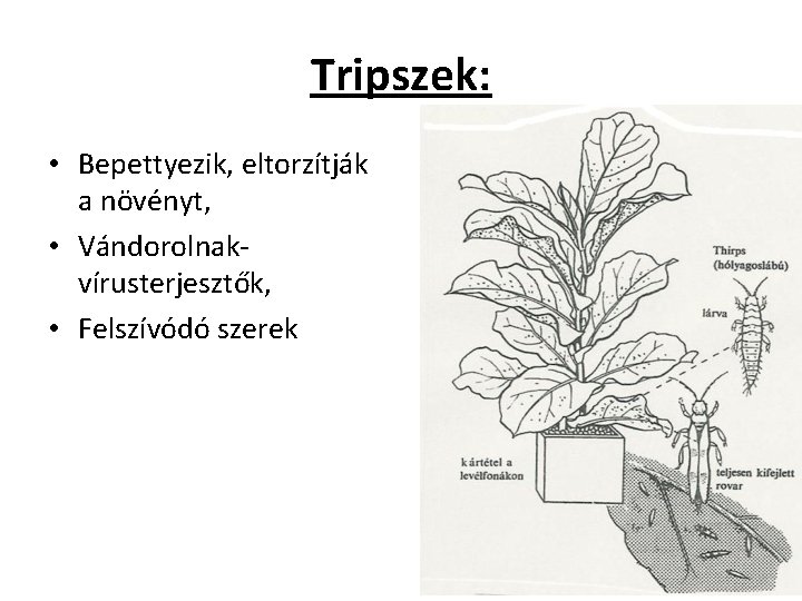 Tripszek: • Bepettyezik, eltorzítják a növényt, • Vándorolnakvírusterjesztők, • Felszívódó szerek 