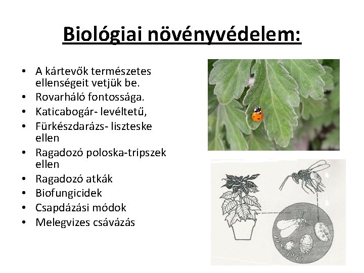 Biológiai növényvédelem: • A kártevők természetes ellenségeit vetjük be. • Rovarháló fontossága. • Katicabogár-