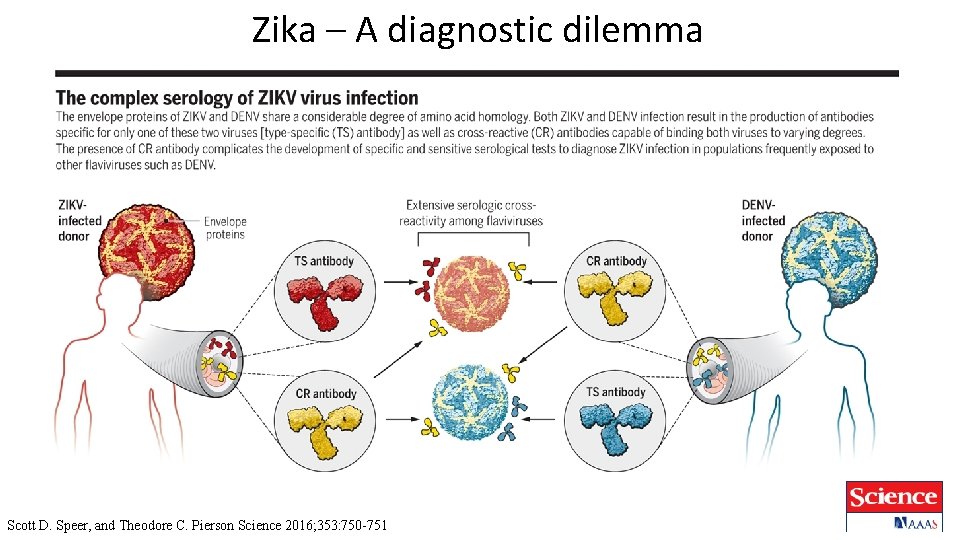 Zika – A diagnostic dilemma Scott D. Speer, and Theodore C. Pierson Science 2016;