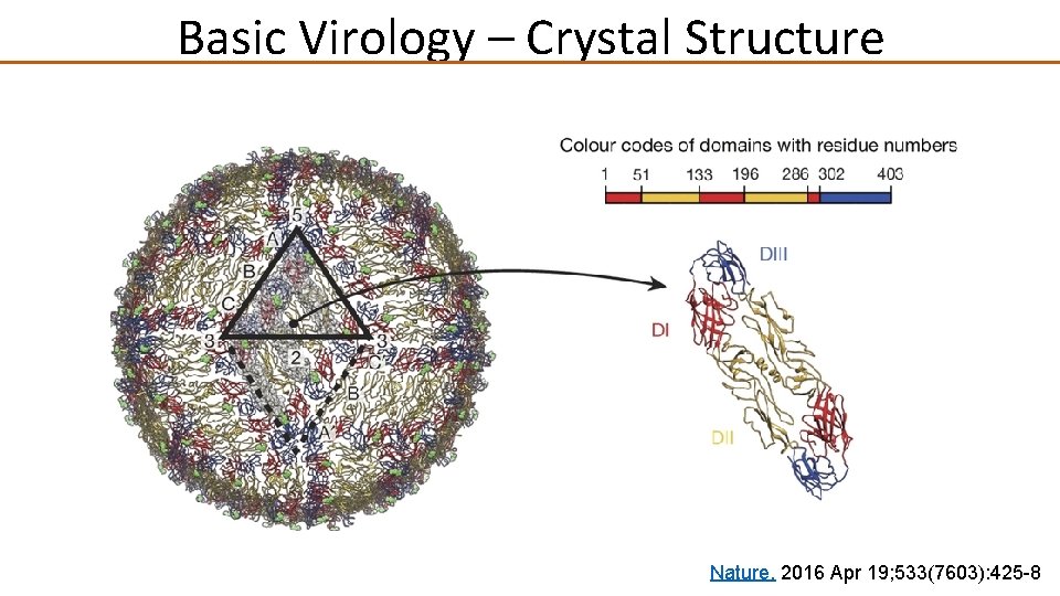 Basic Virology – Crystal Structure Nature. 2016 Apr 19; 533(7603): 425 -8 