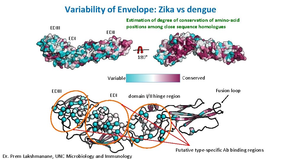 Variability of Envelope: Zika vs dengue EDIII EDII Estimation of degree of conservation of