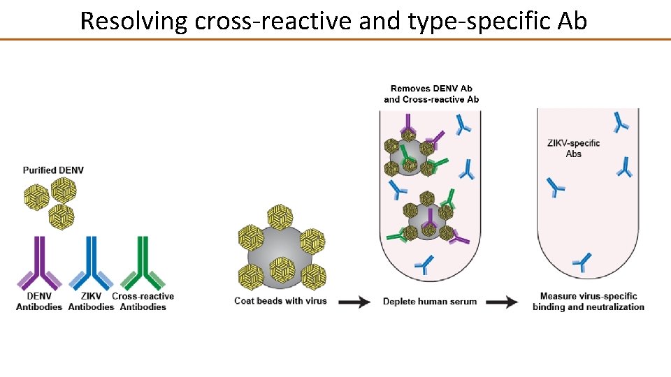 Resolving cross-reactive and type-specific Ab 