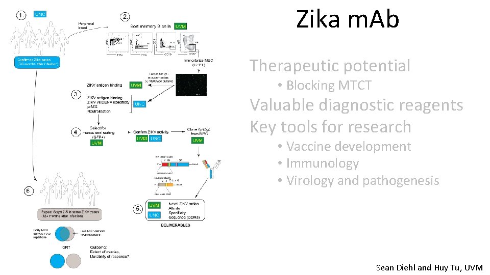 Zika m. Ab Therapeutic potential • Blocking MTCT Valuable diagnostic reagents Key tools for