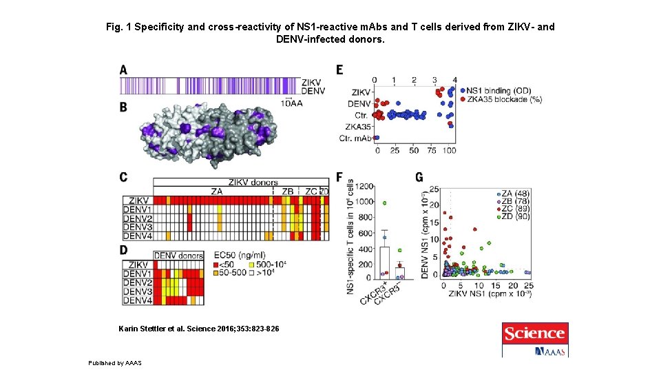 Fig. 1 Specificity and cross-reactivity of NS 1 -reactive m. Abs and T cells