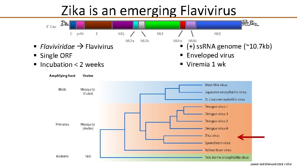 Zika is an emerging Flavivirus 5’ Cap C pr. M E § Flaviviridae Flavivirus