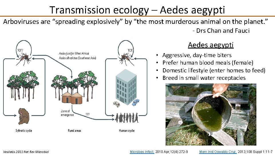 Transmission ecology – Aedes aegypti Arboviruses are “spreading explosively” by “the most murderous animal